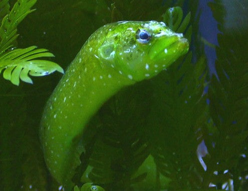 Green Wolf Eel - Violet Sea Fish and Coral