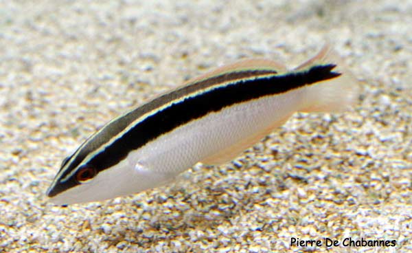 Blackstripe Coris Wrasse - Violet Sea Fish and Coral