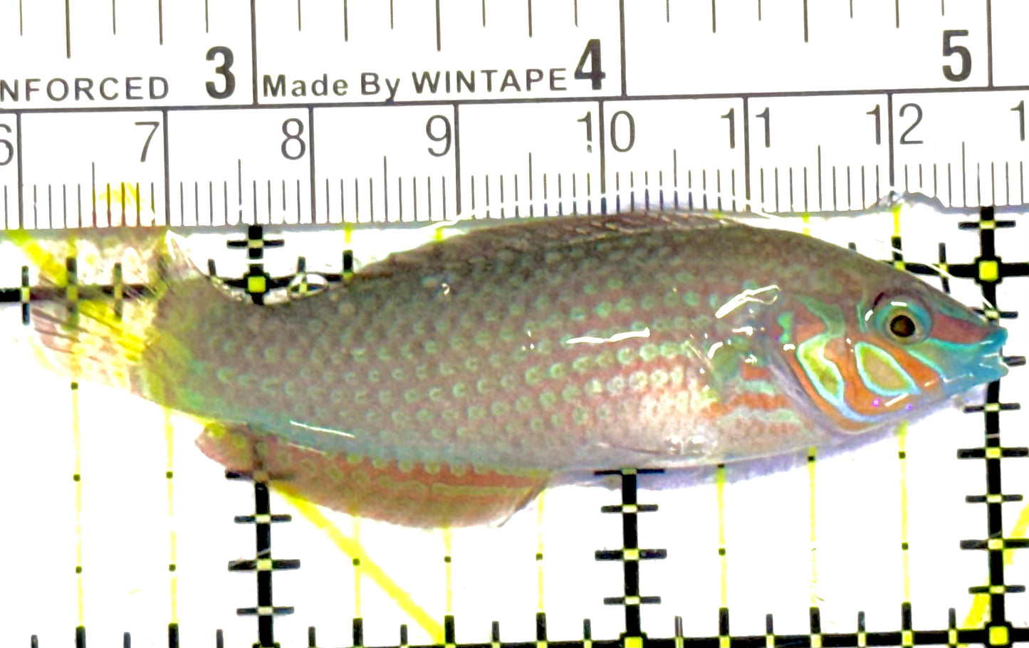 Ornate Wrasse OW030701 WYSIWYG Size: M 2.75" approx