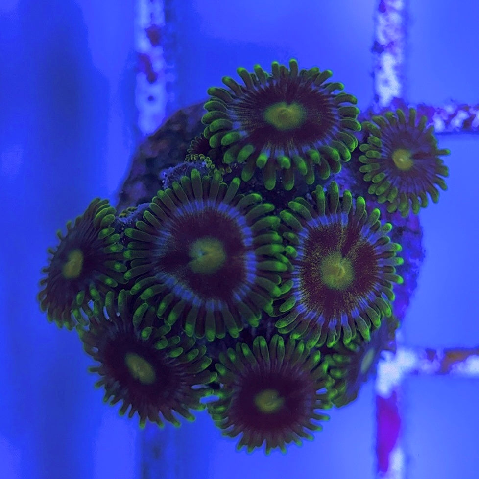 Aquacultured Zoanthids/Playthoa AZP031634 WYSIWYG