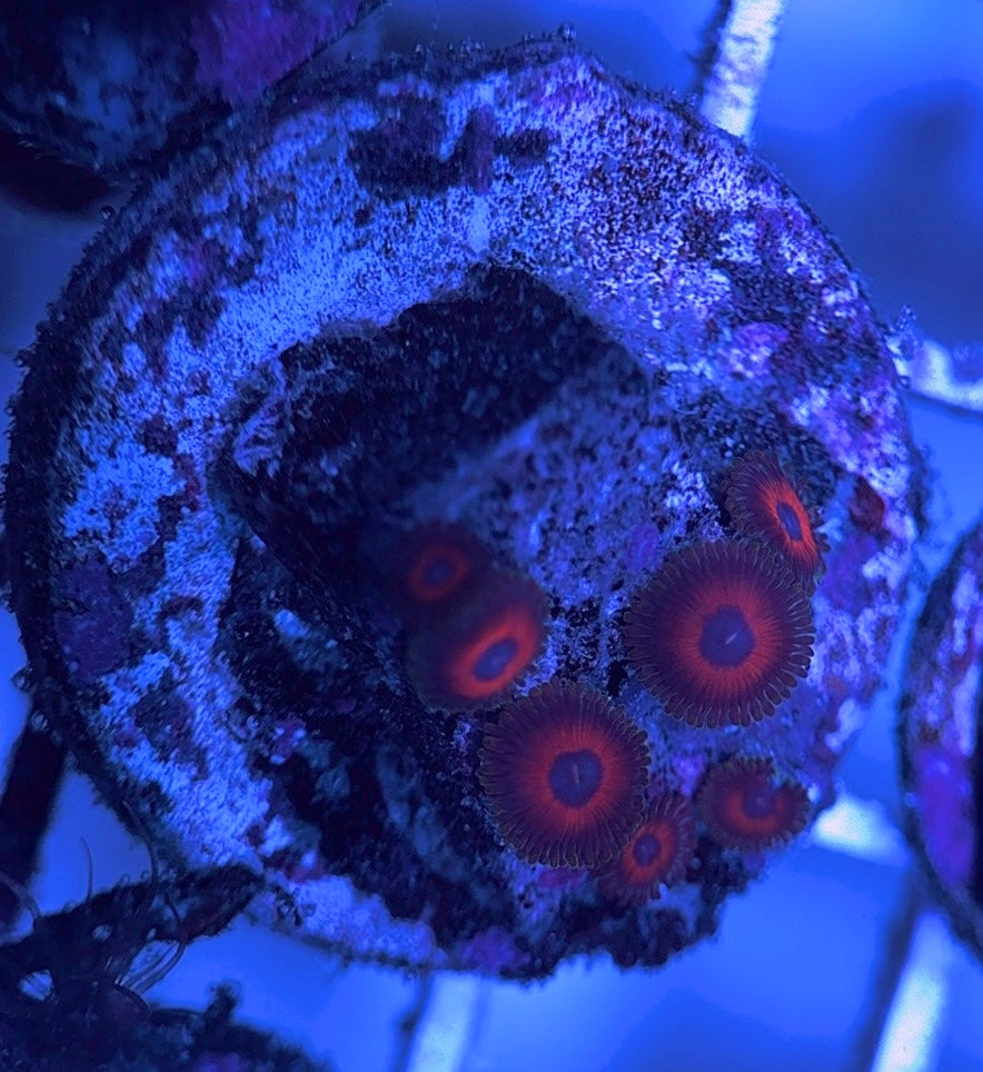 Aquacultured Zoanthids/Playthoa AZP031619 WYSIWYG