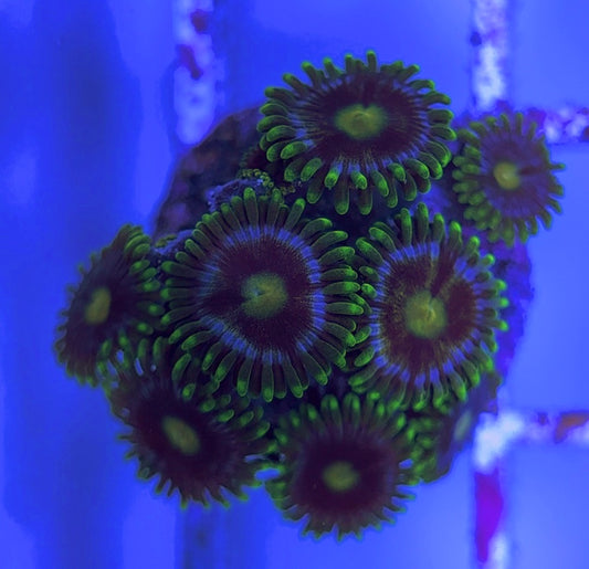 Aquacultured Zoanthids/Playthoa AZP031635 WYSIWYG