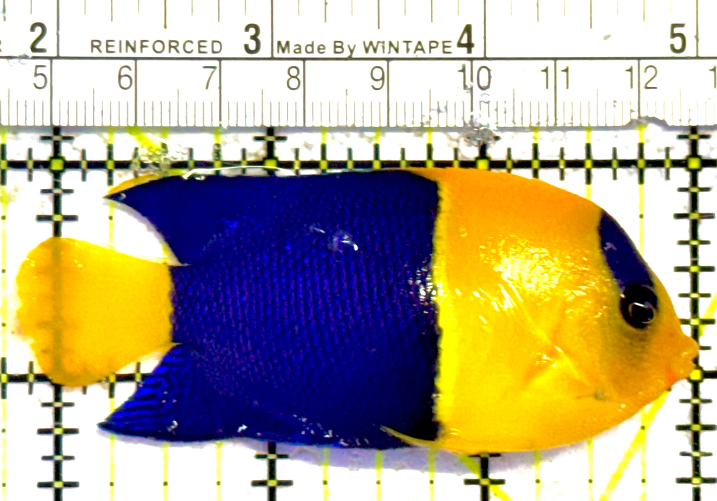 Bicolor Angelfish BA030301 WYSIWYG Size: XL 3.25"approx