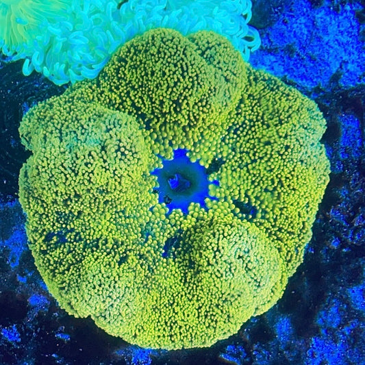 Green Carpet Anemone Size: ML 5"-7" WYSIWYG ACA11202401