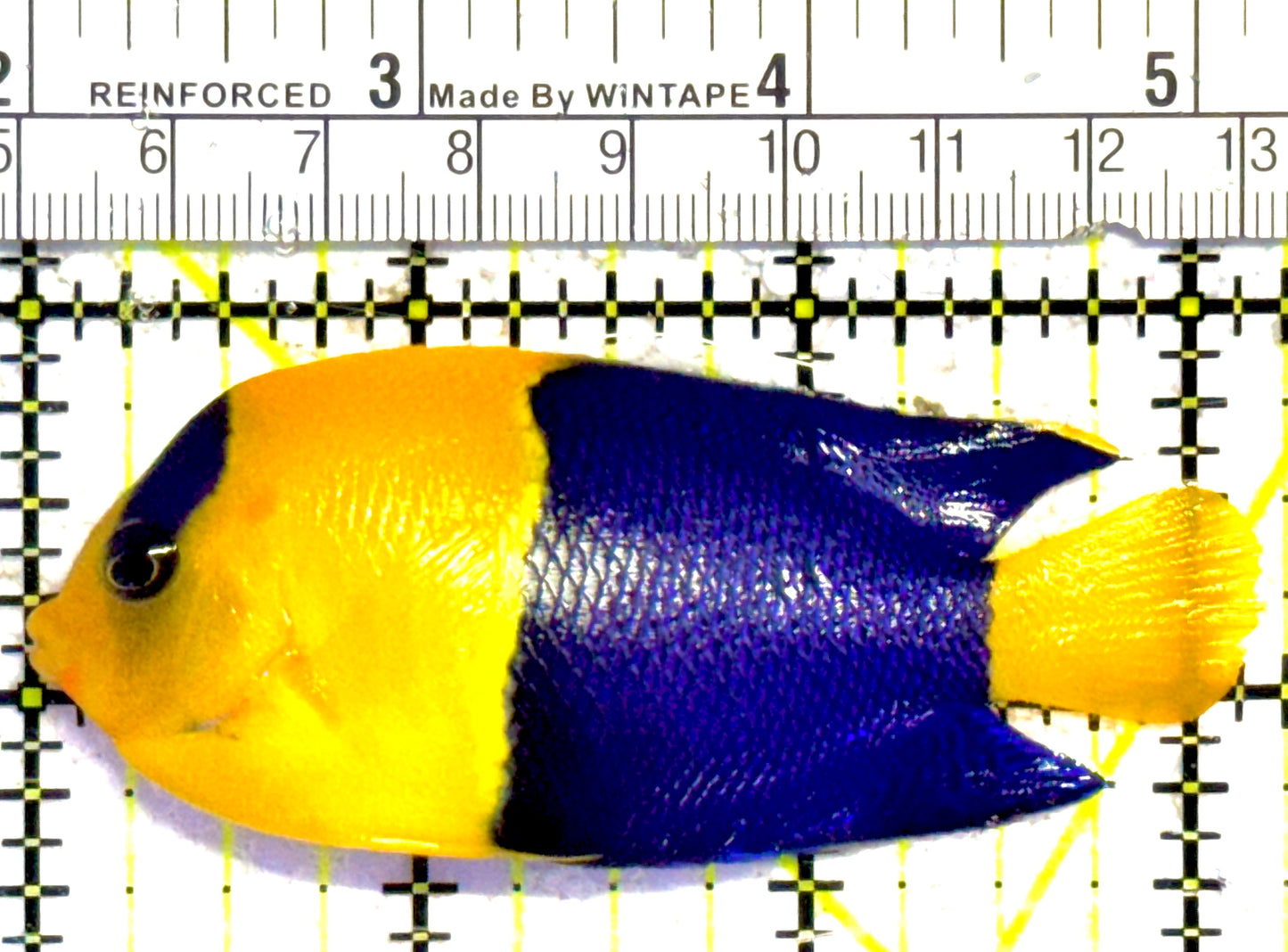 Bicolor Angelfish BA030301 WYSIWYG Size: XL 3.25"approx