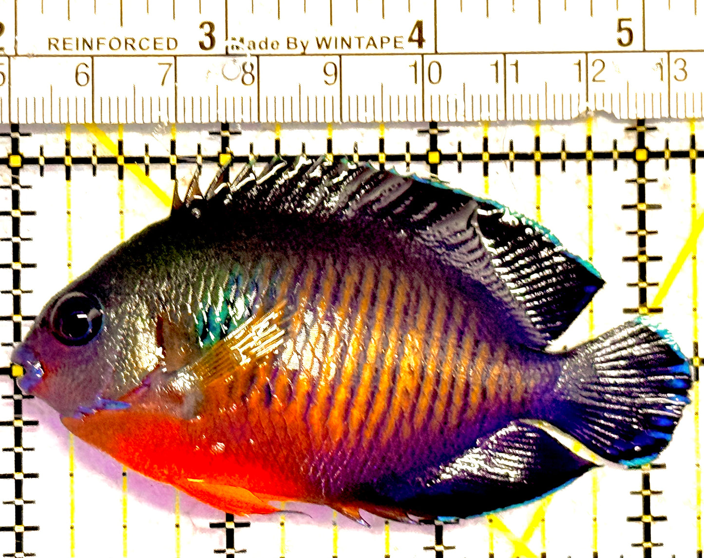 Coral Beauty Angelfish CBA030103 WYSIWYG Size: L 3.25"approx