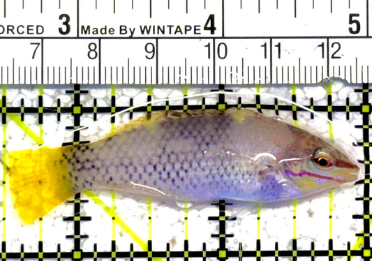 Checkerboard Wrasse CW030301 WYSIWYG Size: M 2.5" approx