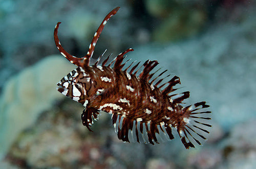 Dragon Wrasse - Violet Sea Fish and Coral