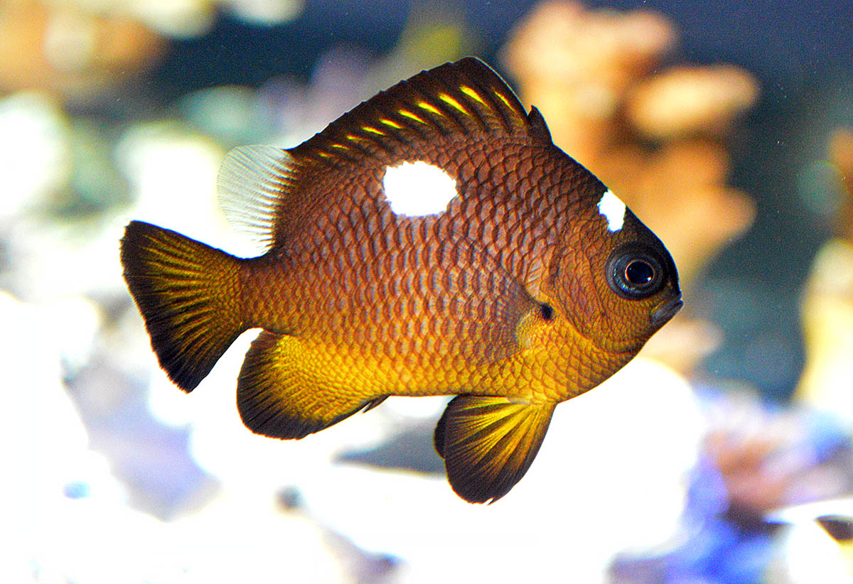 Golden Belly Domino Damselfish (Tonga) Size :S 1" to 1.25"