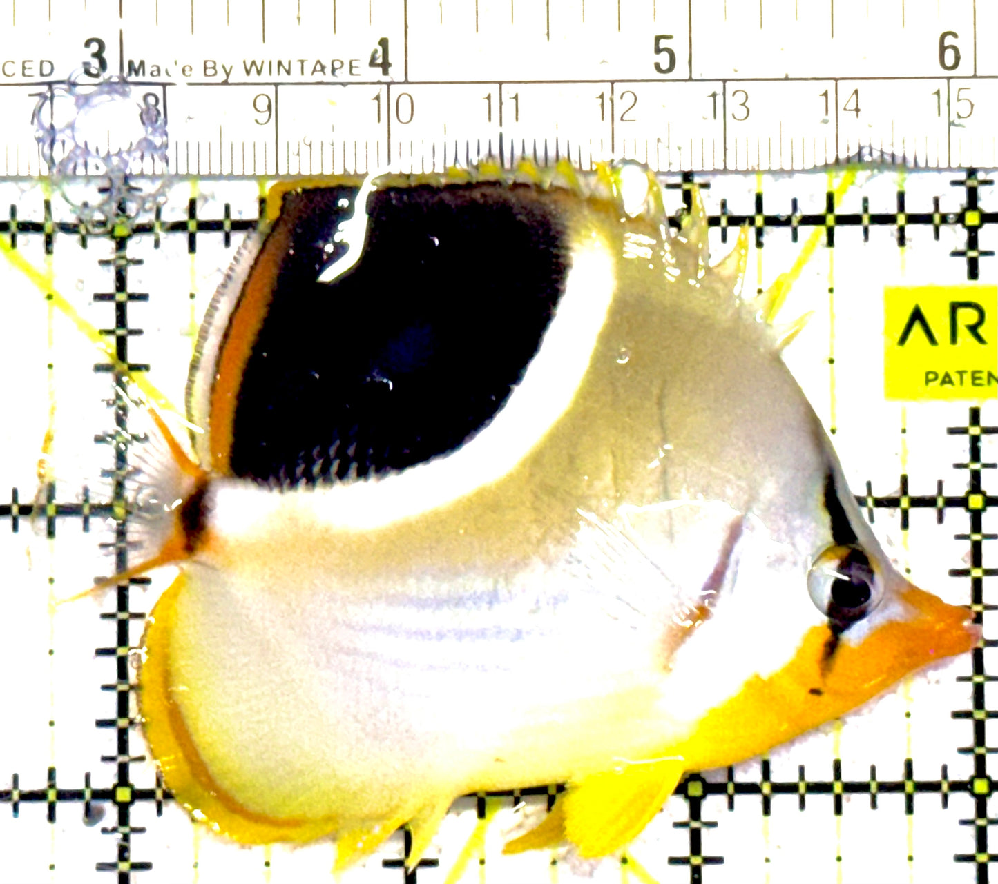 Saddleback Butterflyfish SB030201 WYSIWYG Size: S 3.75"approx