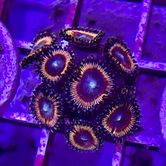 Aussie Ultra Zoa WYSIWYG AUZ010314 Size: 1.5" Frag Aprox