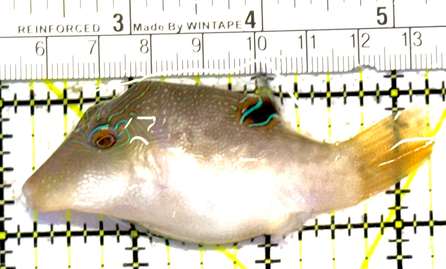 Sharpnose Toby Pufferfish STP030402 WYSIWYG Size: M 3" approx