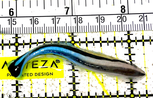 Blue Cleaner Wrasse BCW031602 WYSIWYG Size: XL 2.5" approx