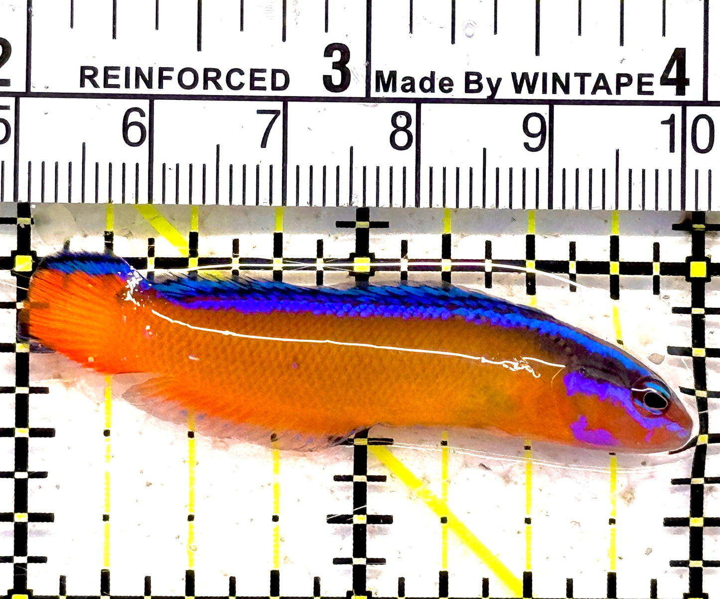 Orange Dottyback OD030601 WYSIWYG Size : S 2" approx