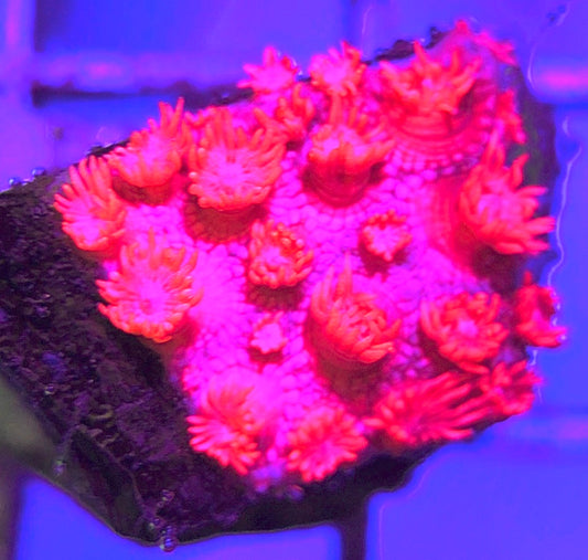 Pink Goniopora Coral (Cultured) PGC031110 WYSIWYG