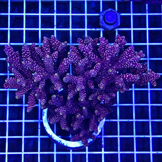 Aussie Ultra Hot Acropora Millepora Mother Colony WYSIWYG AMMC111203