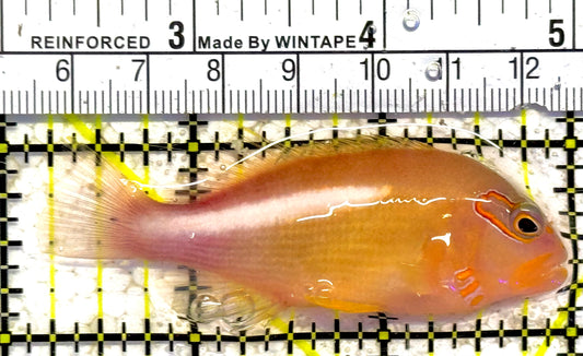 Arc-Eye Hawkfish AEH030301 WYSIWYG Size: XL 3.75"approx