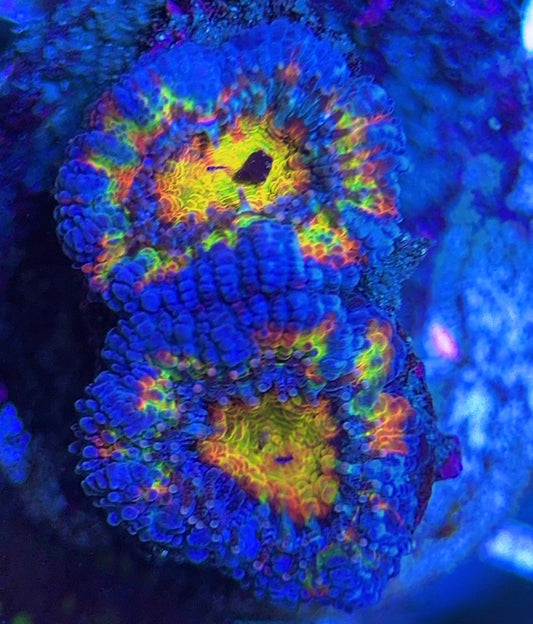 Aussie Acan Lordhowensis AAL031310 WYSIWYG