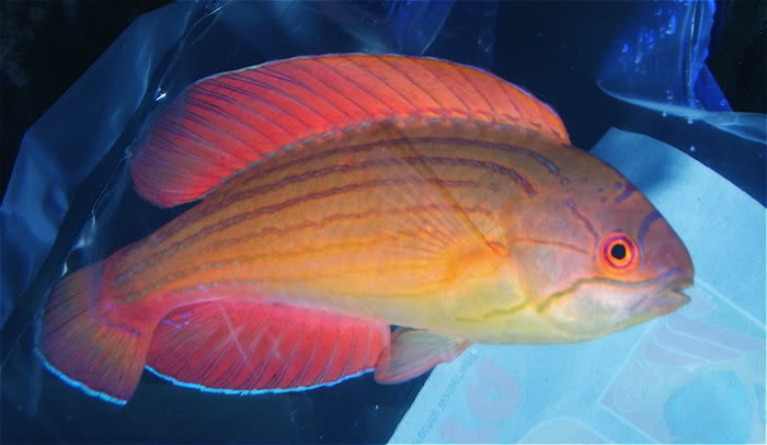 Eightline Flasher Wrasse - Violet Sea Fish and Coral