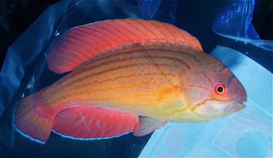 Eightline Flasher Wrasse - Violet Sea Fish and Coral