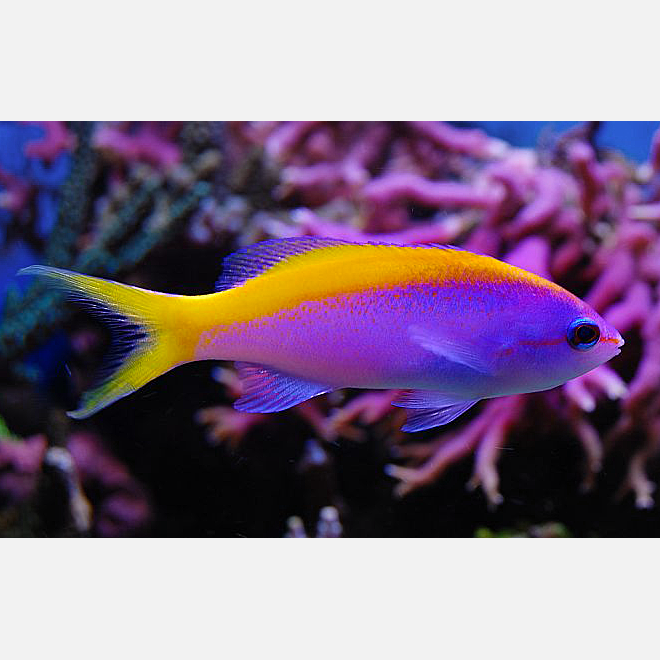 Evan's Anthias - Violet Aquarium