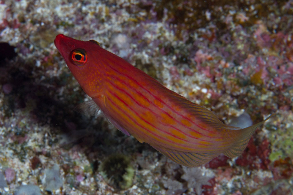 Eightline Wrasse Size: SHOW 3" or Above