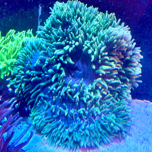 Neon Blue Sand Anemone Size: XXL WYSIWYG BSA010201