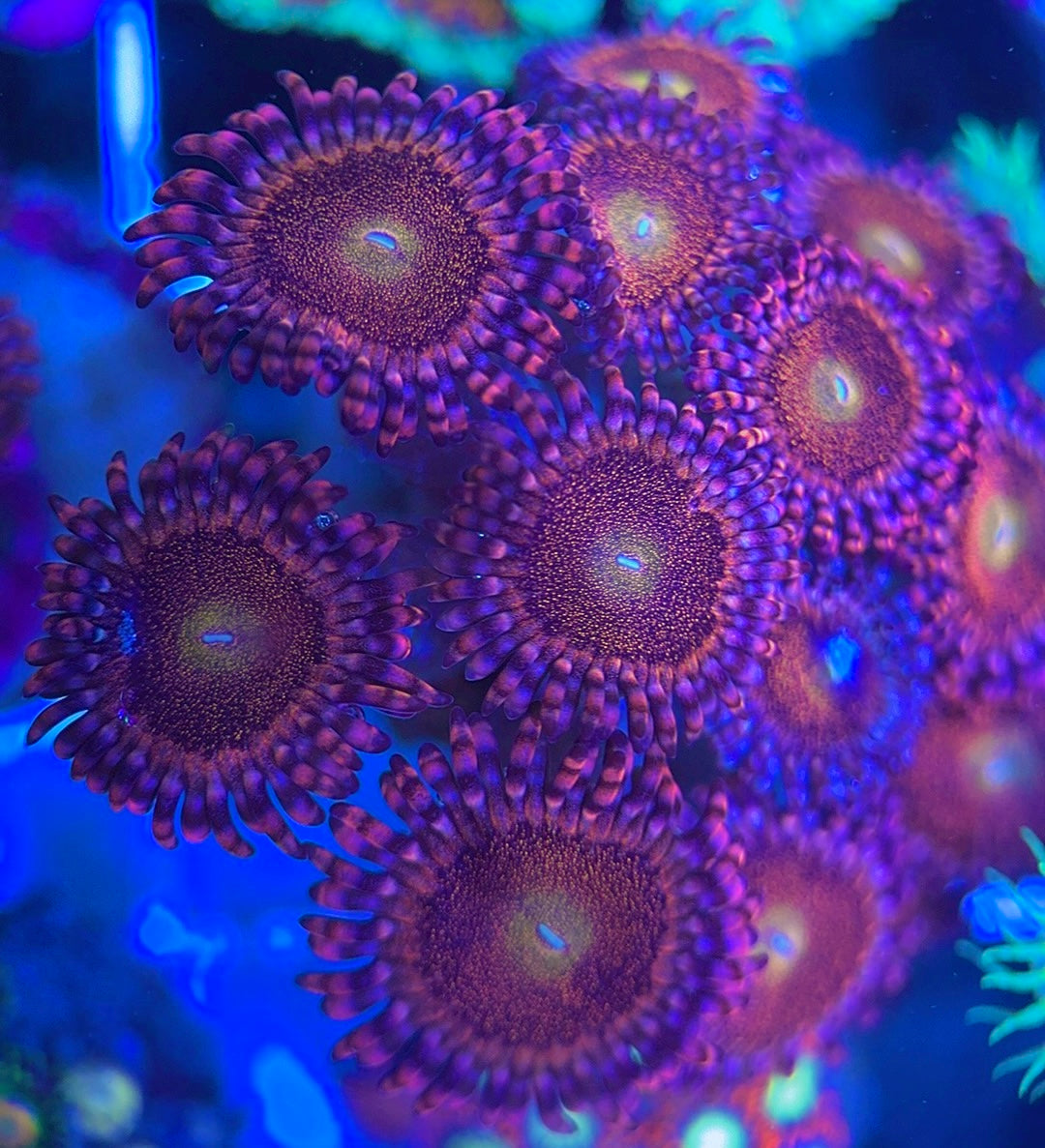 Aquacultured Zoanthids/Playthoa AZP031307 WYSIWYG