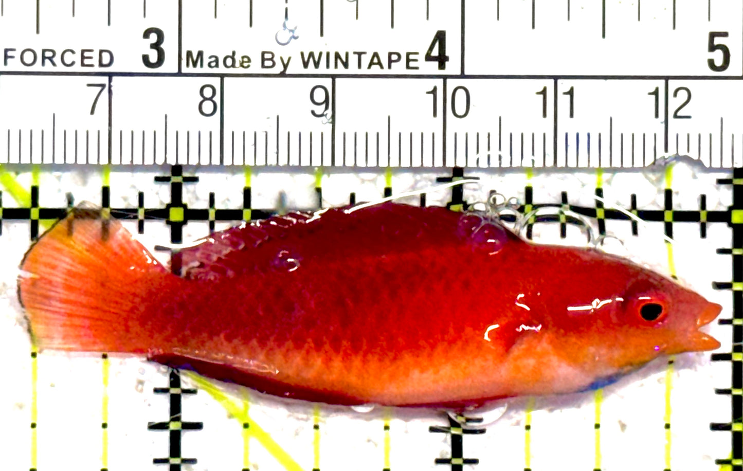 Red Parrot Fairy Wrasse RPFW030701 WYSIWYG Size: 2.5" approx