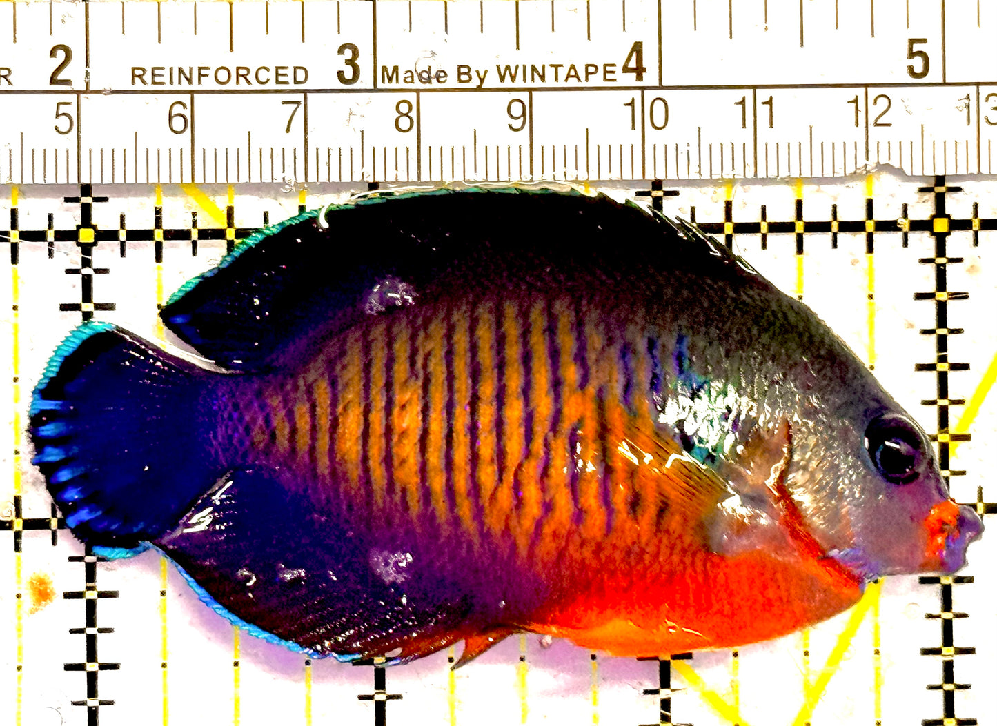 Coral Beauty Angelfish CBA030103 WYSIWYG Size: L 3.25"approx