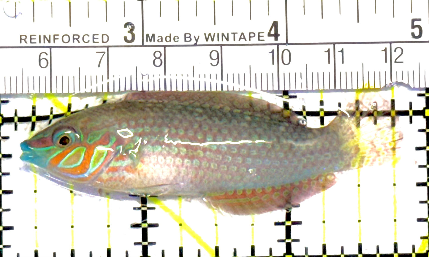 Ornate Wrasse OW030701 WYSIWYG Size: M 2.75" approx