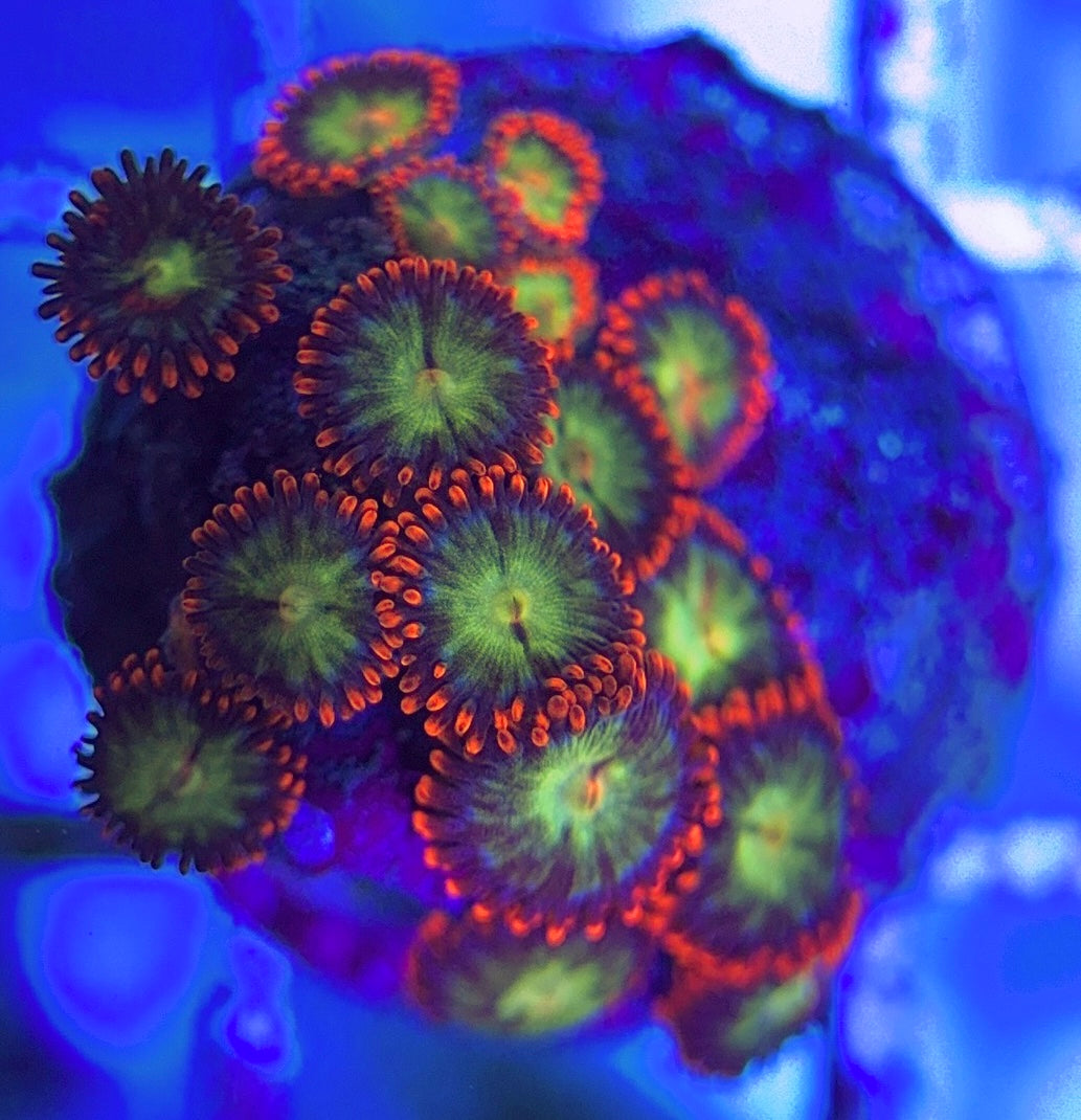 Aquacultured Zoanthids/Playthoa AZP031311 WYSIWYG