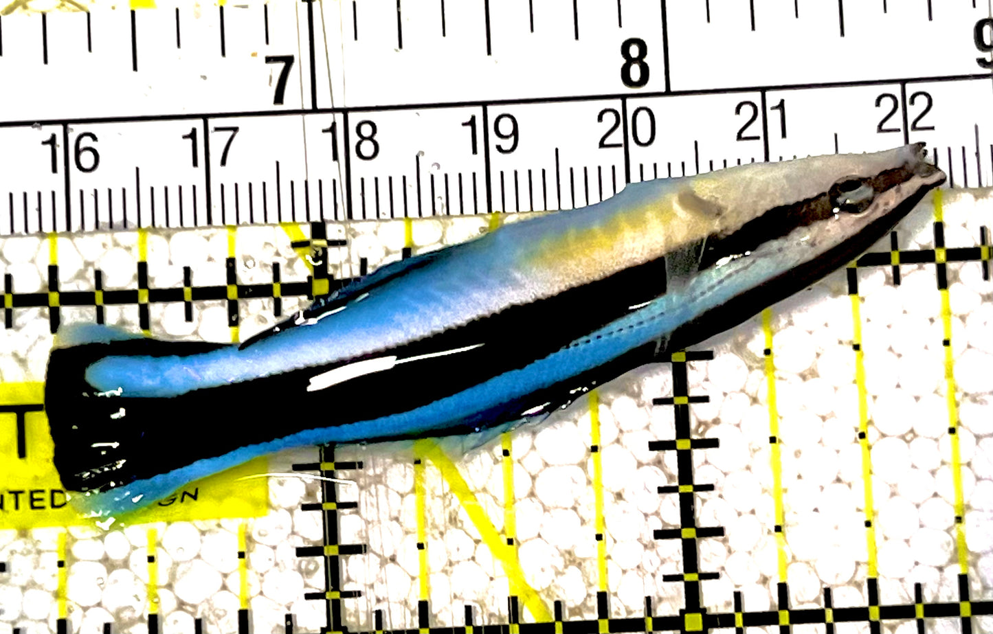 Blue Cleaner Wrasse BCW031601 WYSIWYG Size: XL 2.5" approx