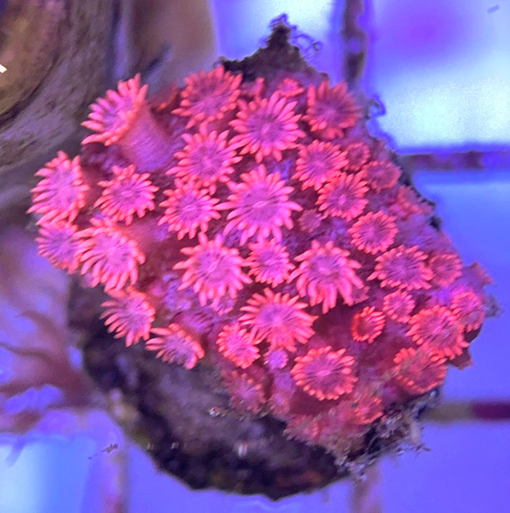 Pink Goniopora Coral (Cultured) PGC031102 WYSIWYG