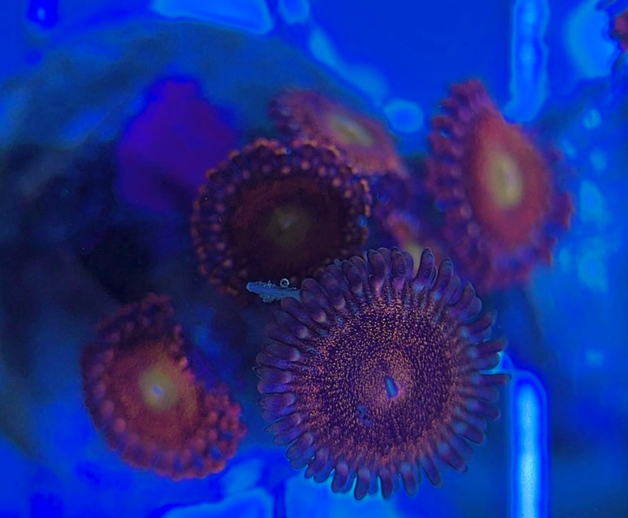 Aquacultured Zoanthids/Playthoa AZP031310 WYSIWYG