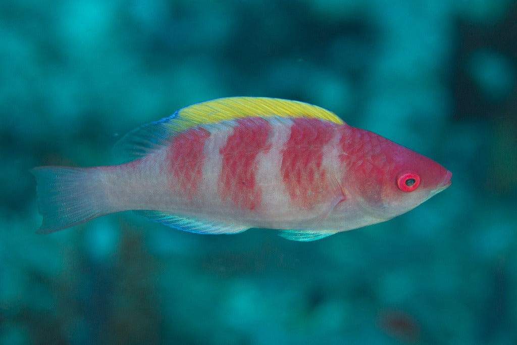 Yellowfin Fairy Wrasse Size: L 1.5" to 1.75"