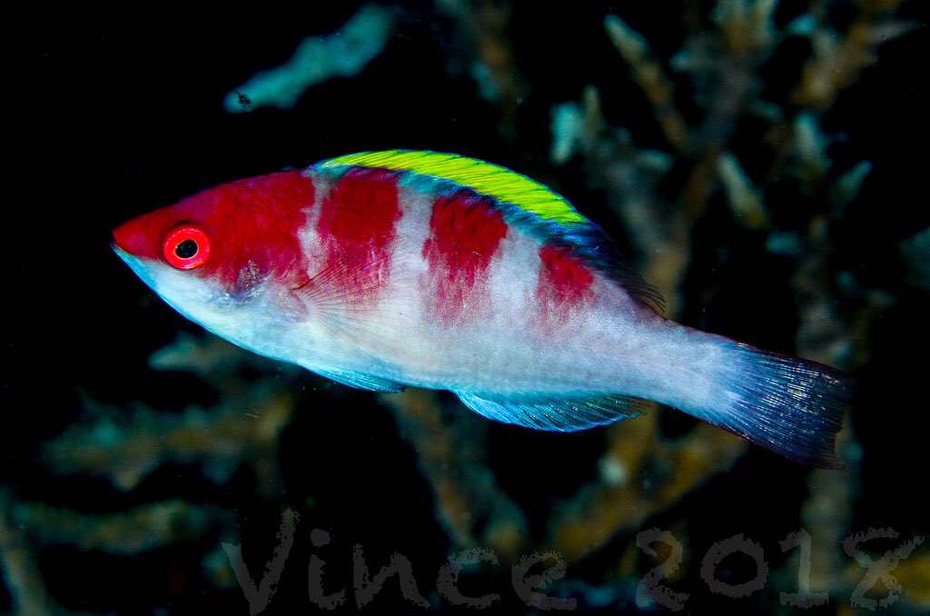 Koi Fairy Wrasse Size: S 1" to 1.25"