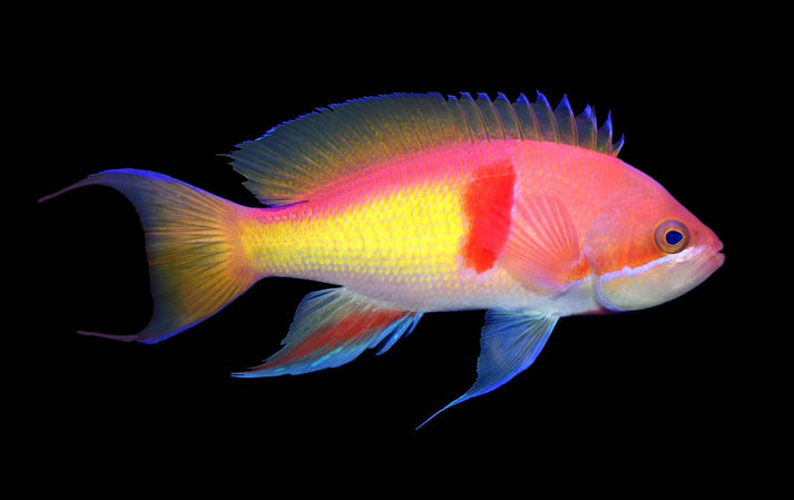 Tricolor Red Belt Anthias Male – Violet Aquarium