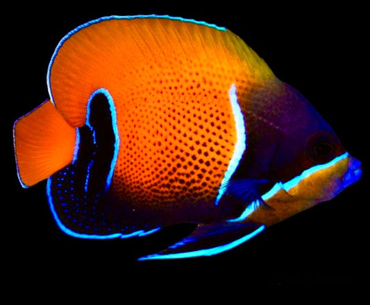 Majestic Angelfish Size: M 3" to 4"