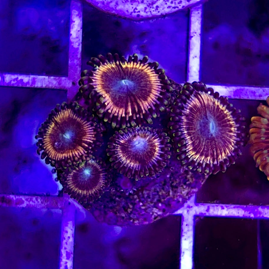 Aussie Ultra Zoa WYSIWYG AUZ010318 Size: 1.5" Frag Aprox