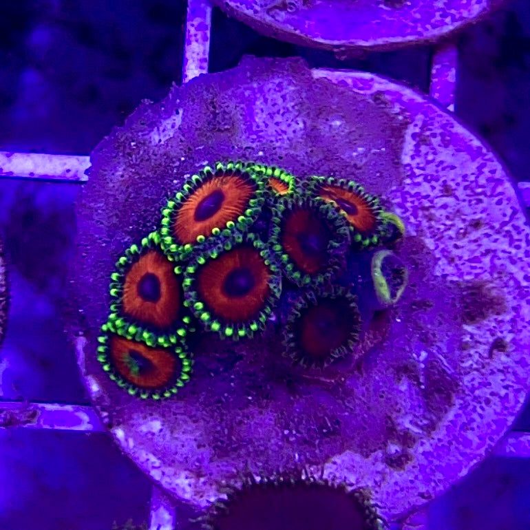 Aussie Ultra Zoa WYSIWYG AUZ010329 Size: 1.5" Frag Aprox