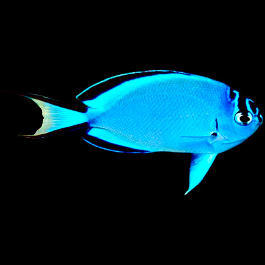 Watanabe Angelfish (Female) Size: XXL/SHOW 5" and Above