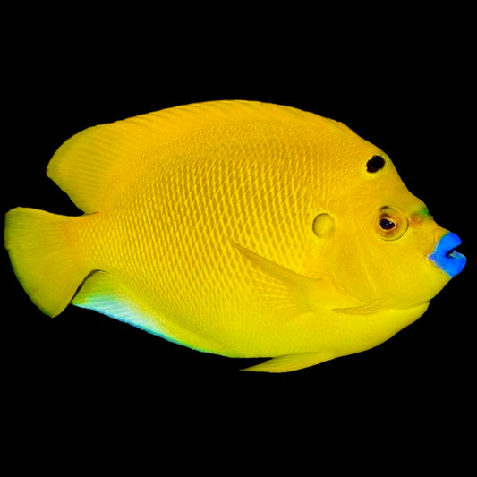 Rare Solomon Islands Flagfin Angelfish Size: XXL/Show 6" and above