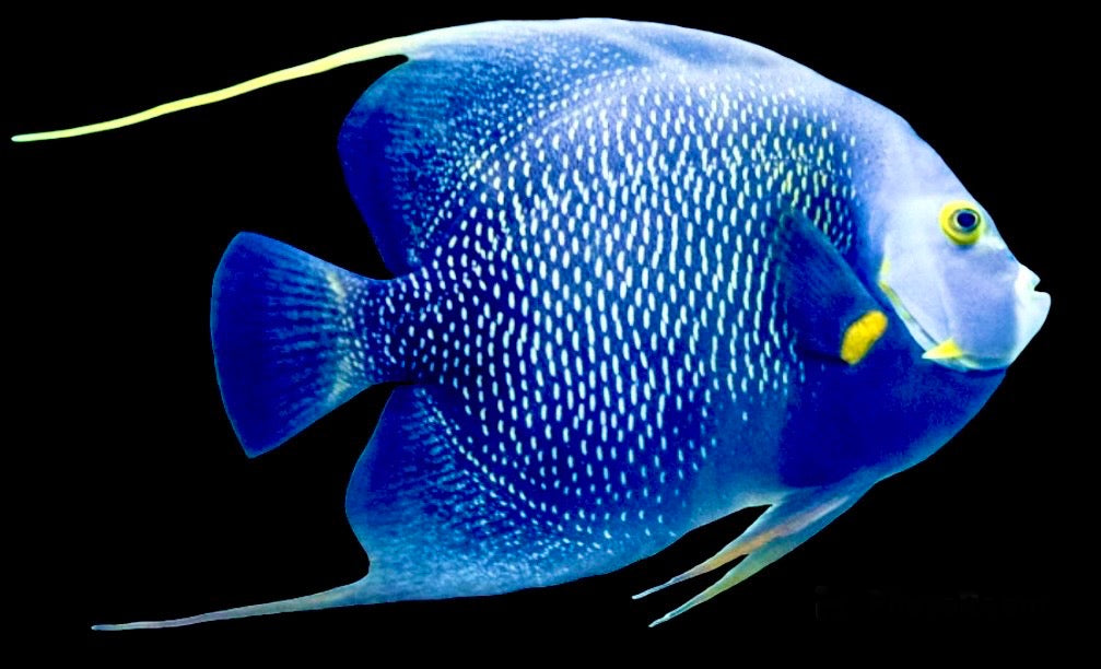 French Angelfish Size: M 3" to 4"