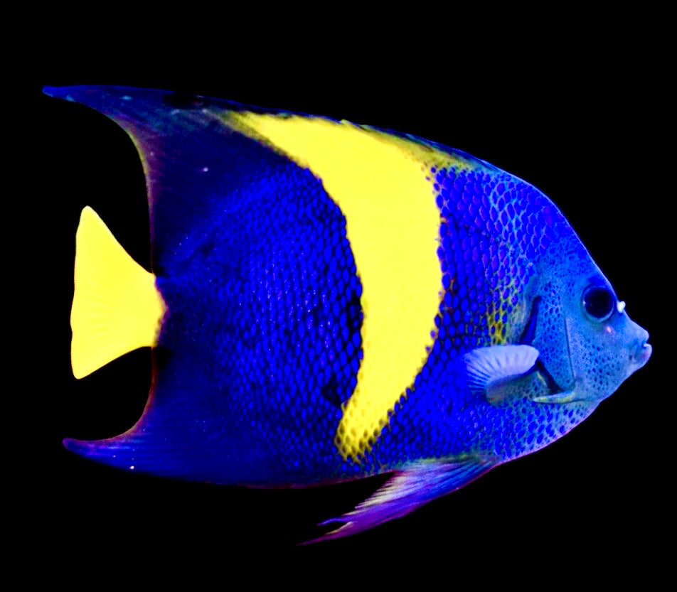 Asfur Angelfish - Violet Aquarium 