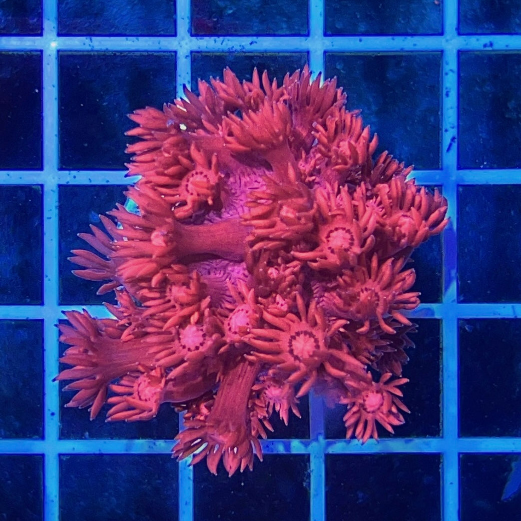 Ultra Pink Goniopora Frag