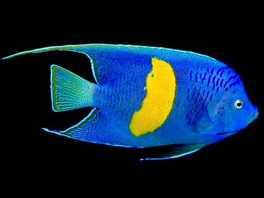 Maculosus Halfmoon Angelfish Size: XXXL 8" to 9"