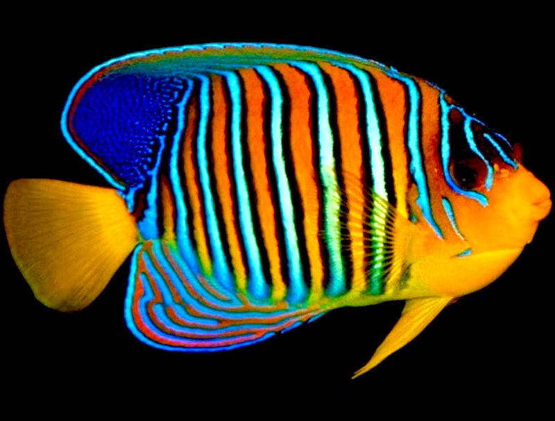 Regal Angelfish (Regular) Size: XXL/SHOW 6" and Above