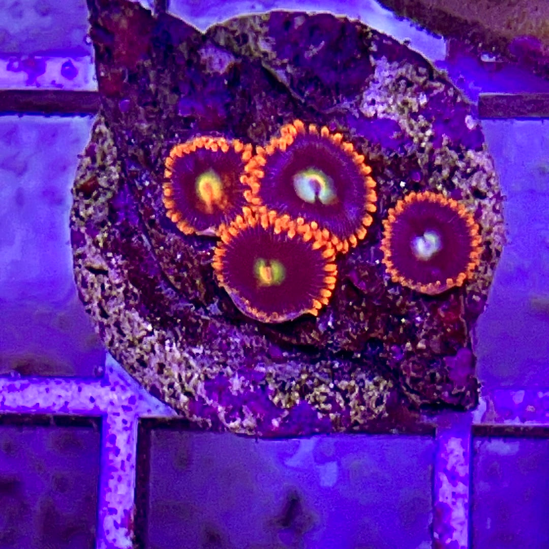 Aussie Ultra Zoa WYSIWYG AUZ010311 Size: 1.5" Frag Aprox