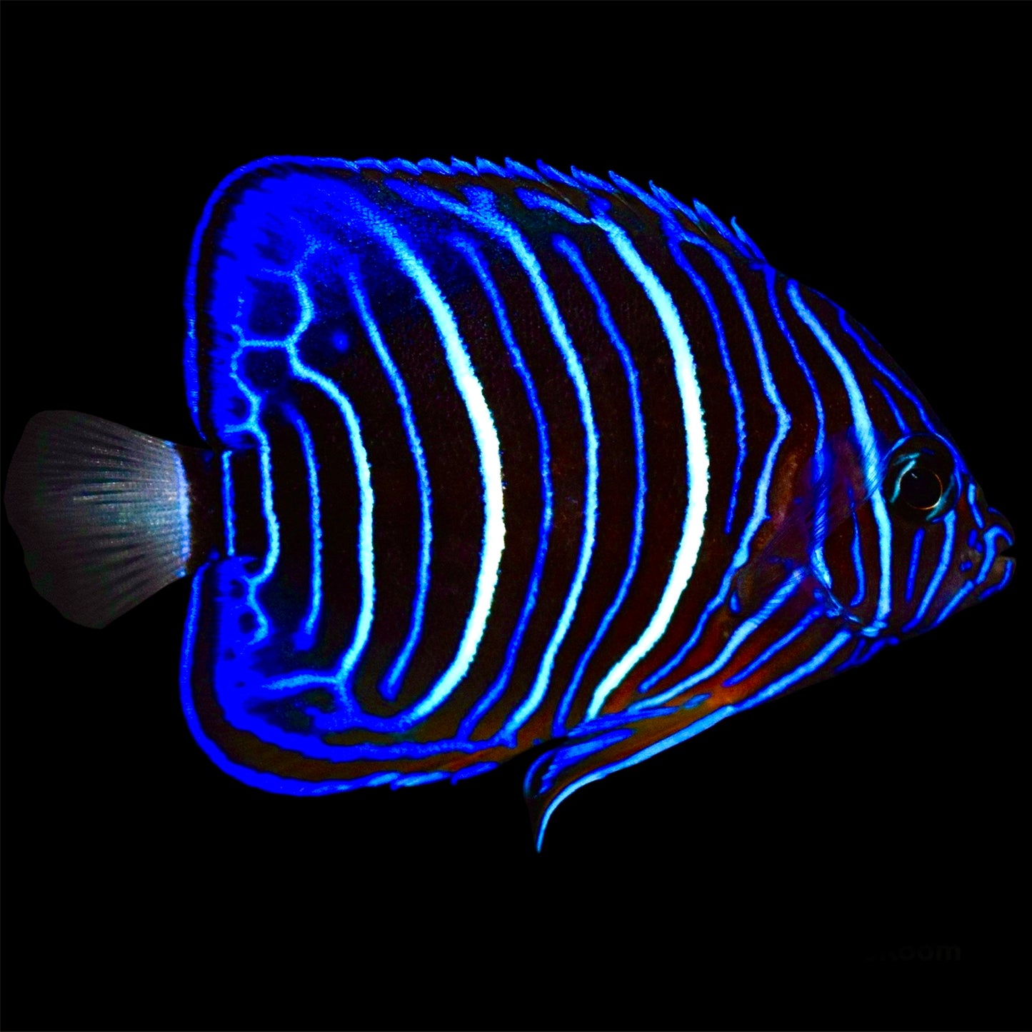 Blue Ring Angelfish Juvenile Size: S 2" to 3"